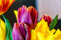 04-28 Macro 36mm 28-300mm D600 Flowers--20