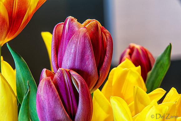04-28 Macro 36mm 28-300mm D600 Flowers--20