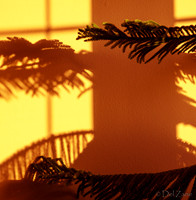 07-14 Tree Shadows-5