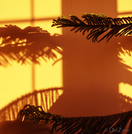 07-14 Tree Shadows-5
