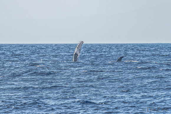 01-28 Whales TIFFS--60