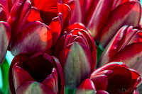 Sunshine Tulips--2