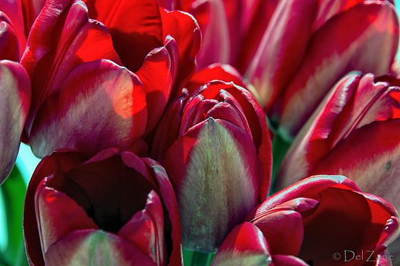 Sunshine Tulips--2