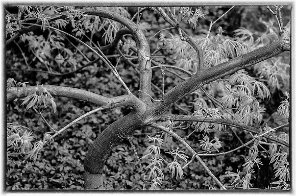 Early Spring Blooms-39