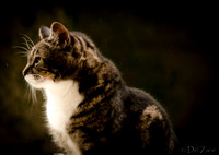 Cats-9
