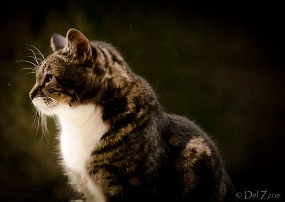 Cats-9