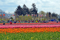 04-02 Tulip Town Redux TIFFs-2-32