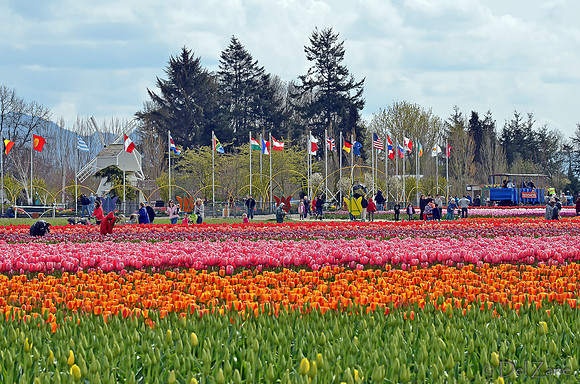 04-02 Tulip Town Redux TIFFs-2-32