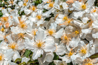05-03 Clematis TIFFs--7