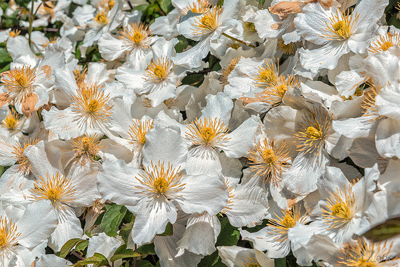 05-03 Clematis TIFFs--7