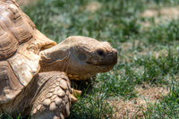 07-20 Misc Animals_reptiles--3