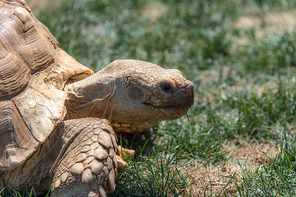 07-20 Misc Animals_reptiles--3