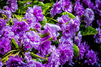 Early Spring Blooms-9
