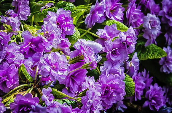 Early Spring Blooms-9