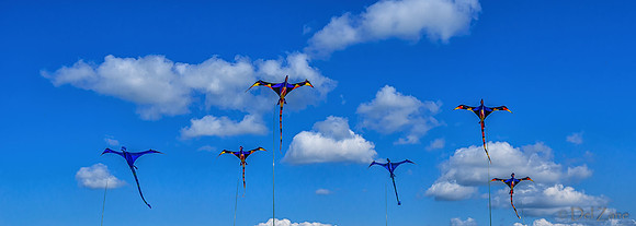 04-08 Tulips and Kites TIFFs--39