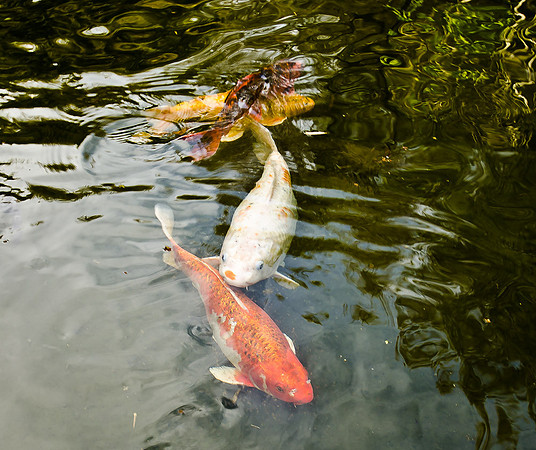 _DSC5785