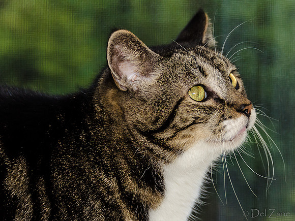 Cats on Parade-21