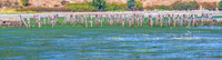 08-26 Ship Harbor TIFFs--9