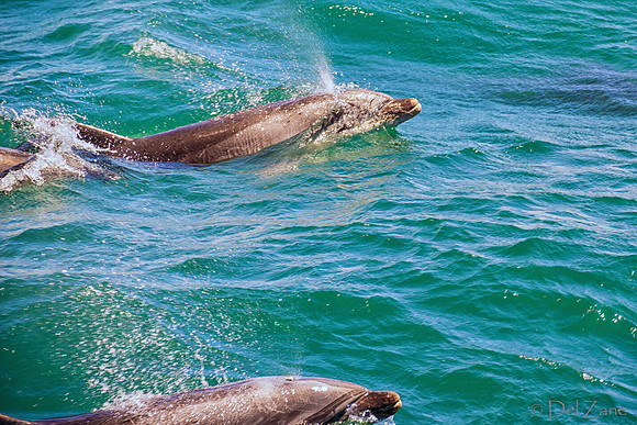 Bay of Islands NZ--16
