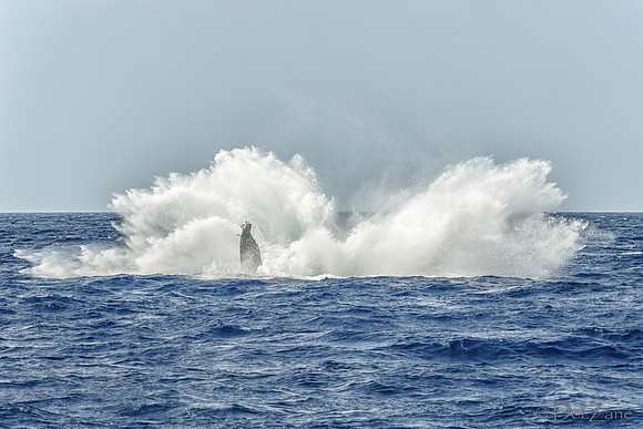 01-28 Whales TIFFS-2-6