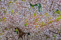 Early Spring Blooms-16