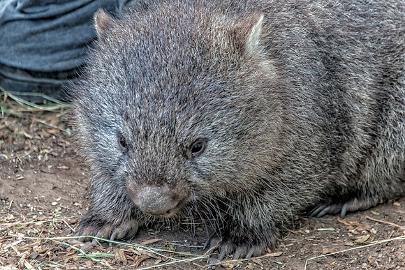 Bonorong Animals--22