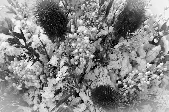 Pike Place Flora Sampling-5