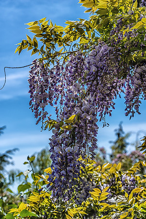 Mother's Day Garden Walk--27