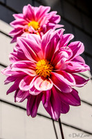 09-17 Cannas and Dahlias-19