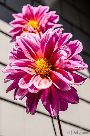 09-17 Cannas and Dahlias-19