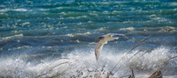 10-19 Burrows Bay Seagulls--8