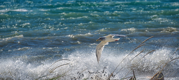 10-19 Burrows Bay Seagulls--8