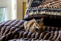 Cats on Parade