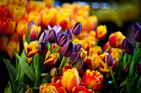 Pike Place Flora Sampling-9