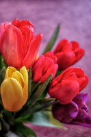 Multi-color Tulips--5
