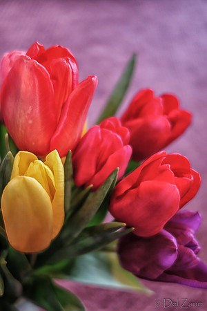 Multi-color Tulips--5
