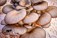 07-21 Farmers' Market-19