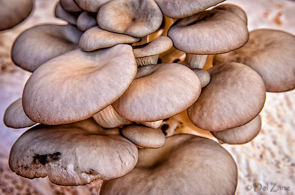 07-21 Farmers' Market-19