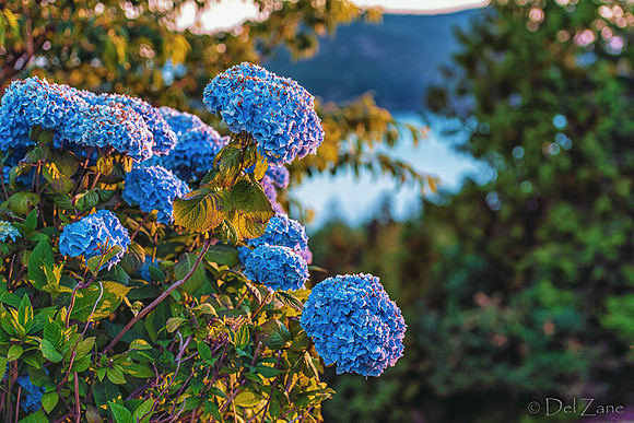 06-24 Hydrangea Sunset Bokeh TIFFs--10