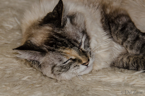 Cats on Parade-15