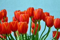 04-02 Tulip Town Redux TIFFs-2-4