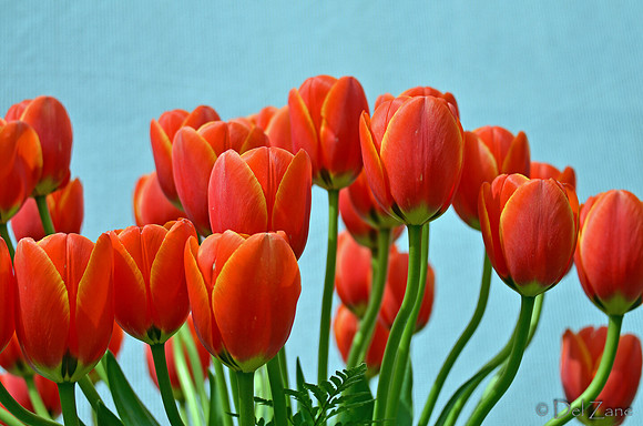 04-02 Tulip Town Redux TIFFs-2-4