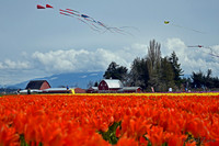 04-02 Tulip Town Redux TIFFs-2-27