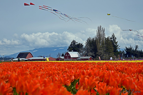04-02 Tulip Town Redux TIFFs-2-27