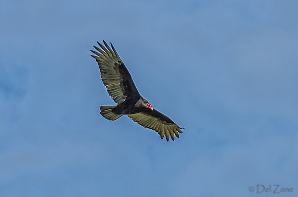Soaring-6