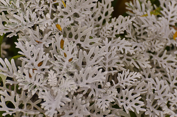 _DSC4355