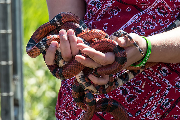 07-20 Snakes--4