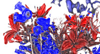 06-19 Flowers--8