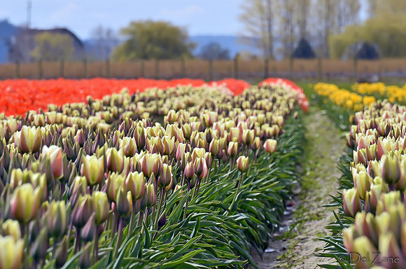 04-02 Tulip Town Redux TIFFs-2-37