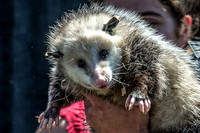 07-20 Misc Animals_reptiles--6